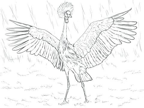 480x360 Crane Coloring Page Medium Size Of Coloring Pages Thanksgiving