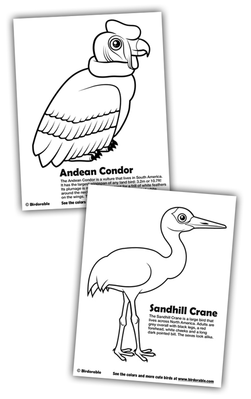 500x794 New Coloring Pages Andean Condor And Sandhill Crane In Free