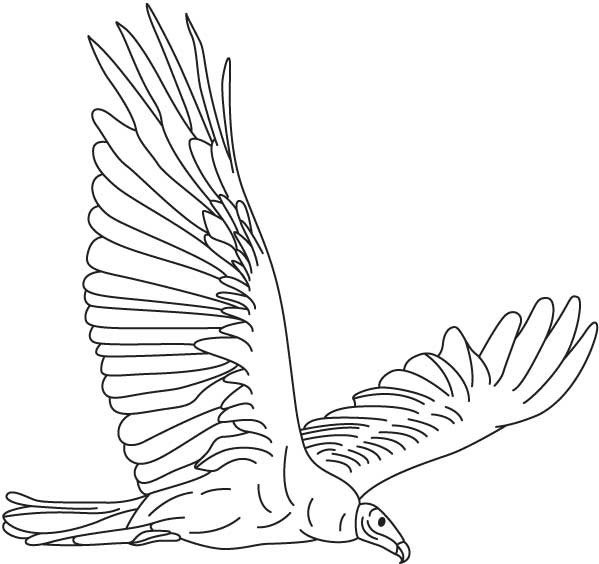 599x564 Vulture Coloring Page