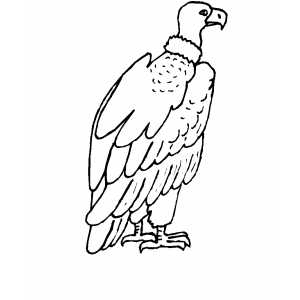300x300 Condor Coloring Sheet