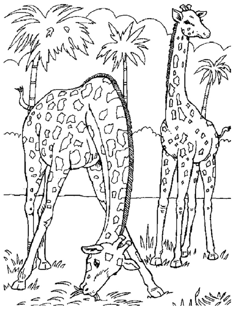 768x1024 Cool Realistic Animal Coloring Pages Farm Roos
