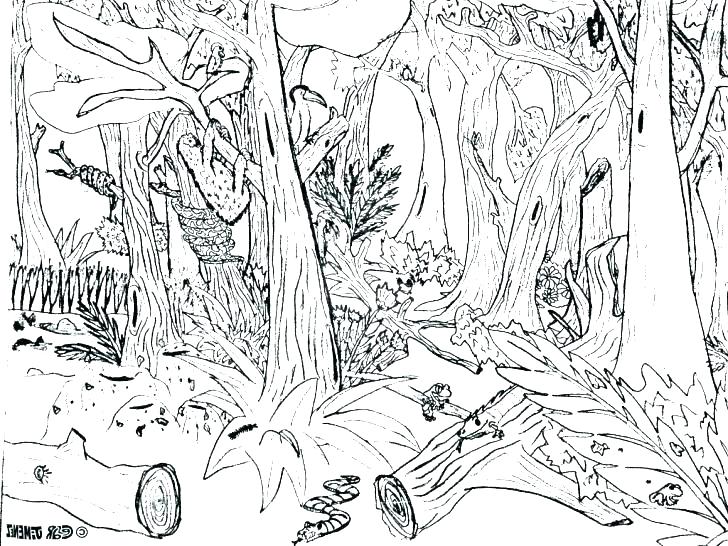 728x546 Forest Coloring Pages To Print Animal Coloring Pages Printable