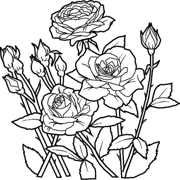 580x582 Cool Flower Coloring Pages For Kids