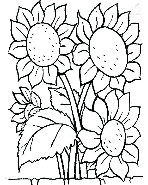 616x770 Flower Color Pages Coloring Pages Flowers Unique Flower Coloring