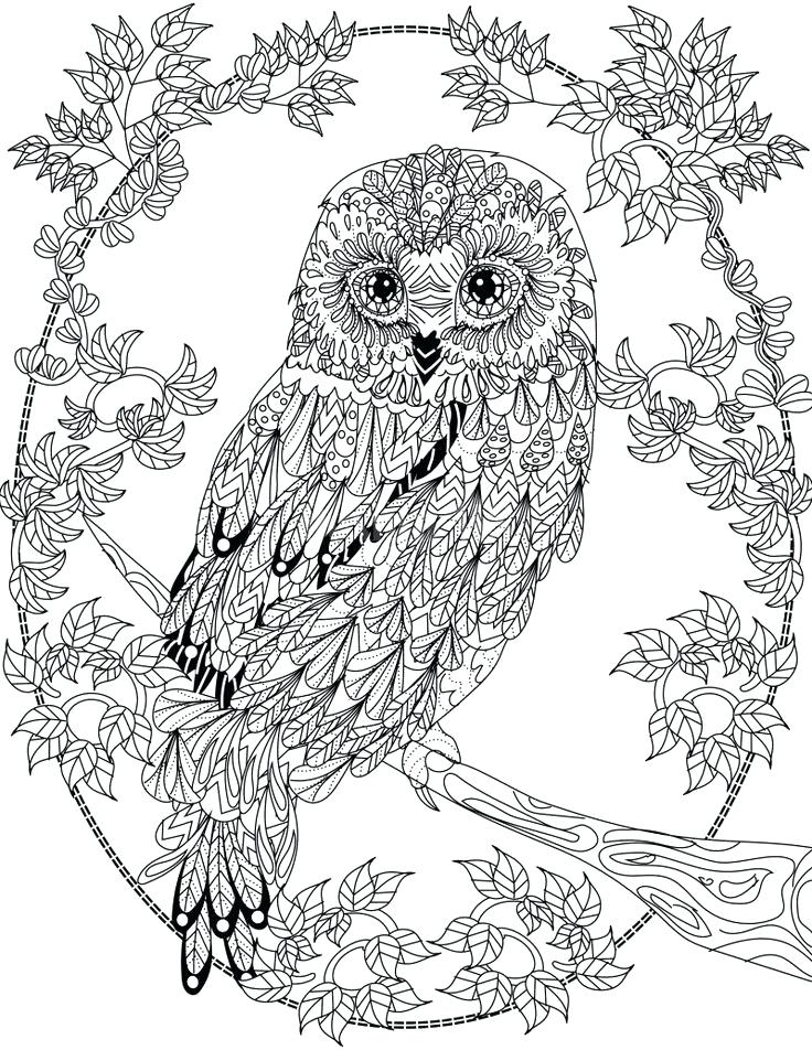 736x952 Amazing Owl Coloring Pages Pdf Or Owl Coloring Page Design Ms
