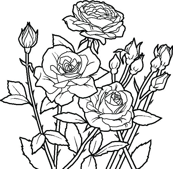 593x577 Flower Coloring Pages Pdf Together With Unique Flower Coloring