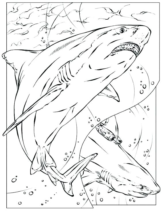 567x730 New Great White Shark Coloring Pages For Great White Shark Great