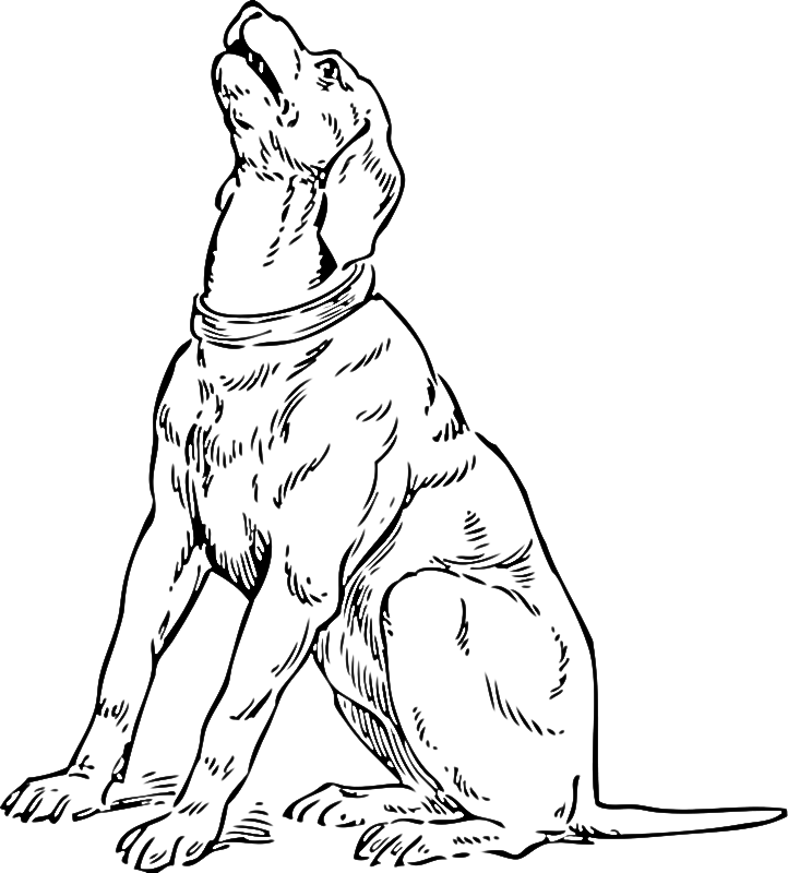 722x800 Coloring Pages Of Plott Hound