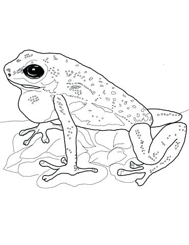 371x480 Coqui Coloring Page Click To See Printable Version Of Strawberry