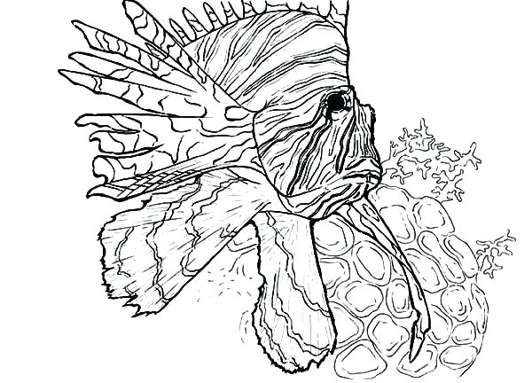 600x432 Coral Coloring Pages Coral Coloring Pages Swim Near Coral Reef