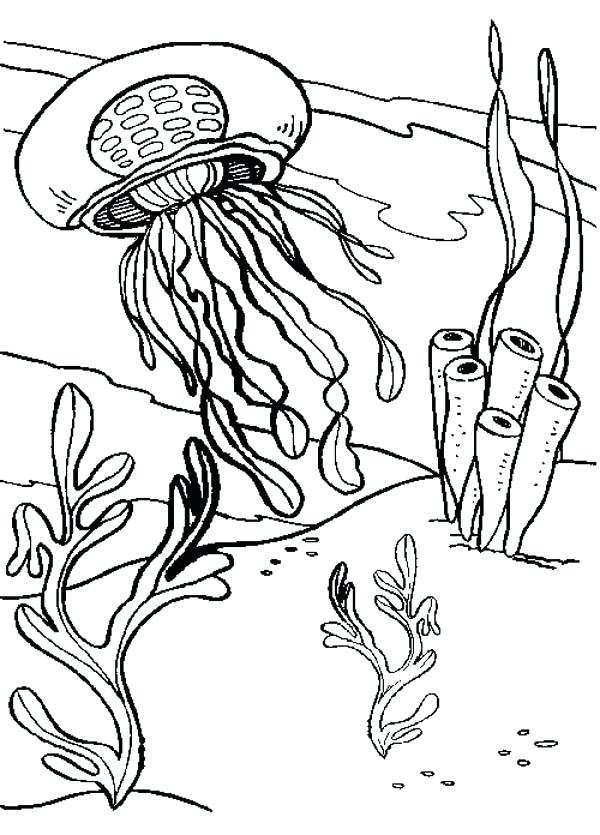 600x835 Coral Coloring Pages Free Printable Seaweed Coloring Pages Seaweed