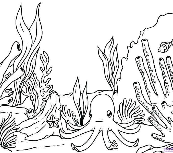 678x600 Seaweed Coloring Pages Seaweed Coloring Pages Coral Coloring Pages