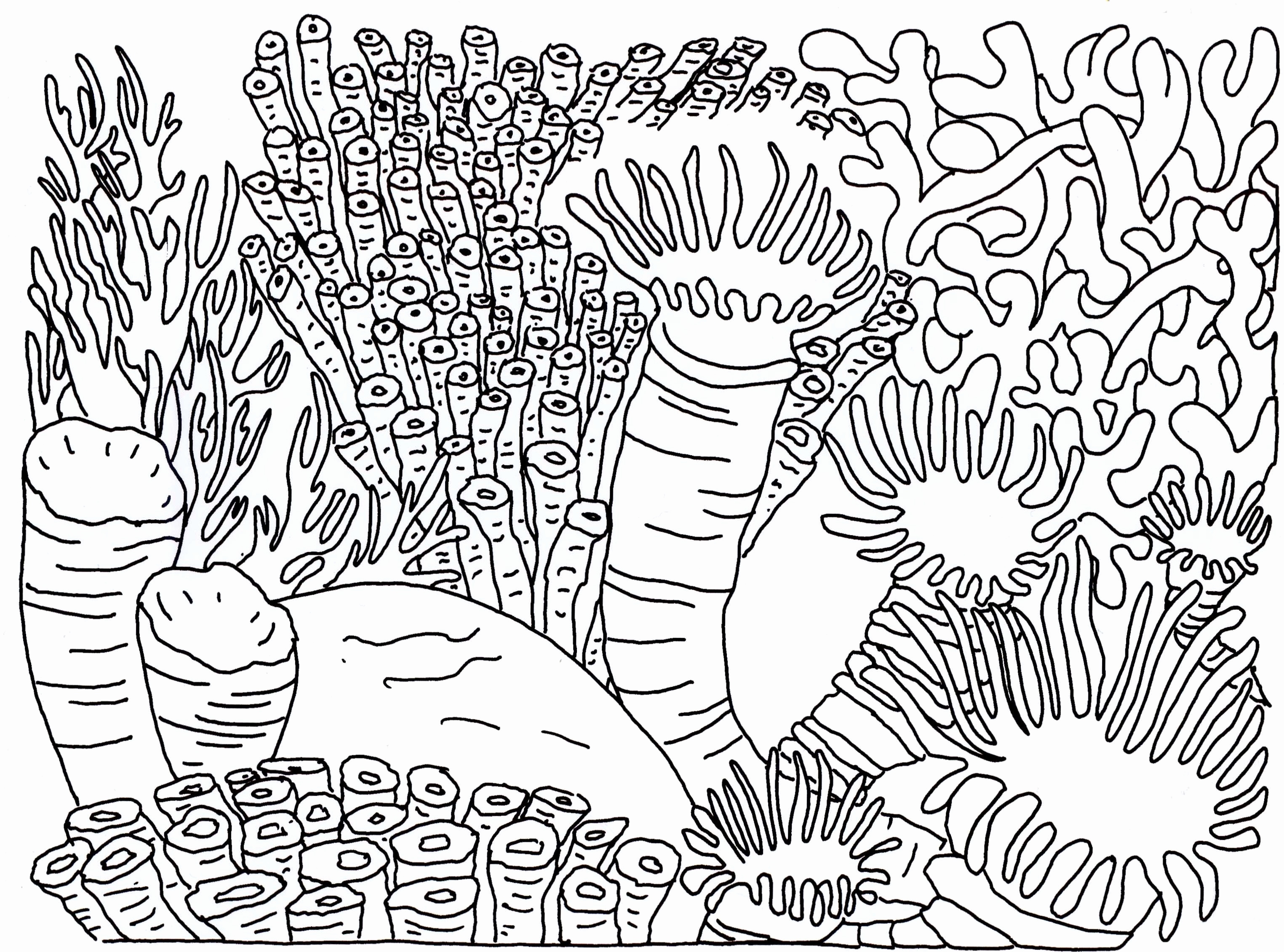 3049x2261 Detailed Pattern Coloring Pages Lovely Coral Reef Coloring Page