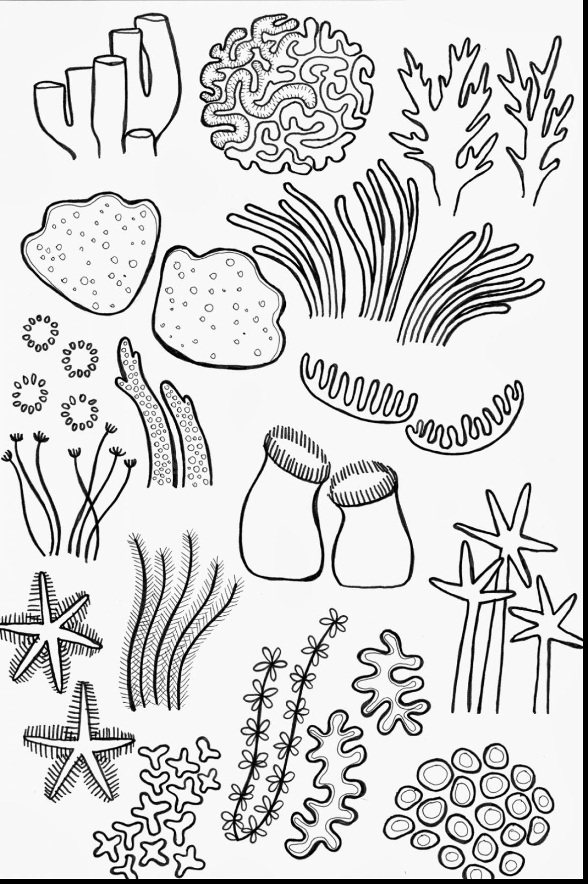 1171x1760 Coral Reef Clipart Coloring Page