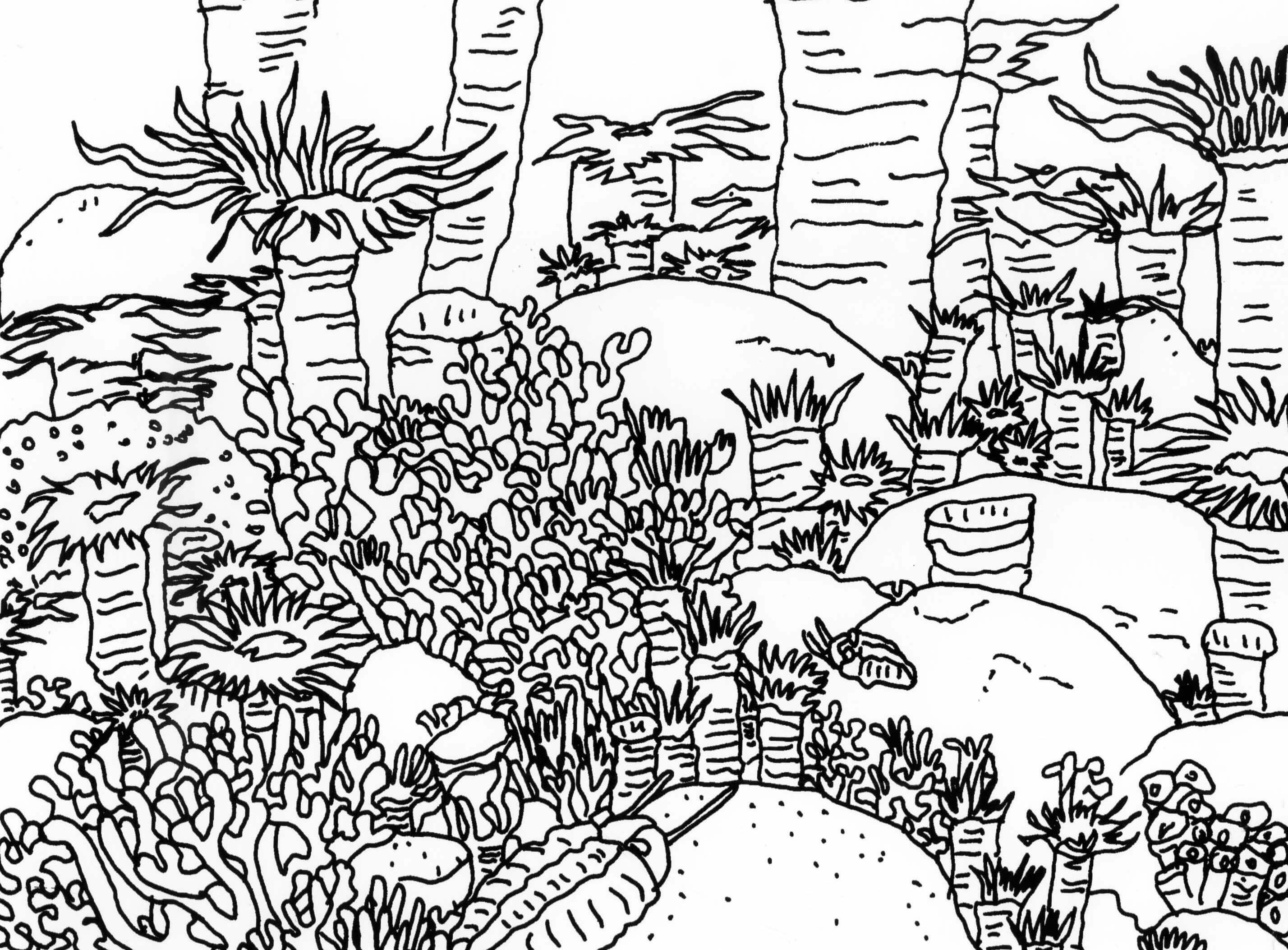 2856x2106 Coral Reef Coloring Page Pages