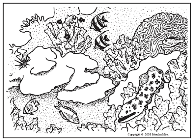 650x468 Coral Reef Coloring Pages To Print Coloring Pages
