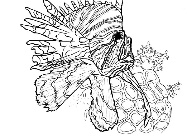 600x432 Lionfish Swim Near Coral Reef Coloring Pages Batch Coloring