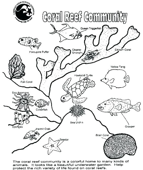 564x672 Ocean Fish Coloring Pages
