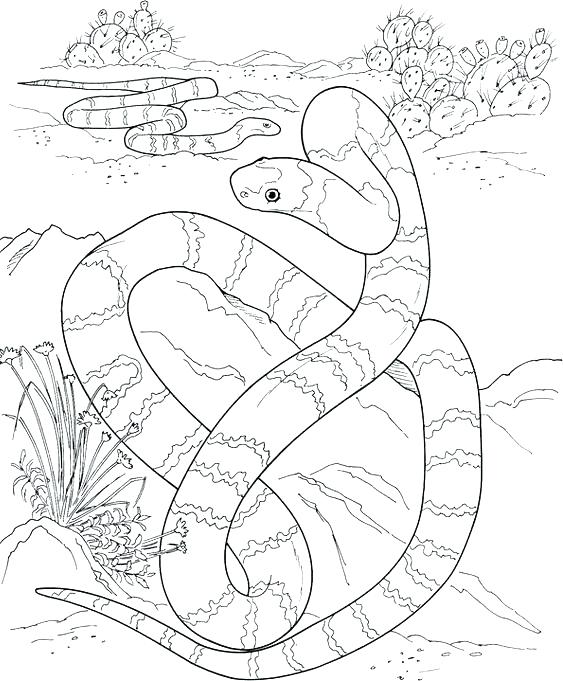 563x681 Rattlesnake Coloring Pages Rattlesnake Coloring Page Pics Snake