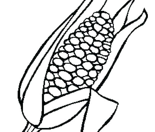 500x425 Ear Of Corn Coloring Page Corn Coloring Page Ear Ear Of Corn