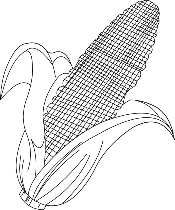 597x714 Corn Coloring Pages Awesome Corn Cob Coloring Page Coloring Home