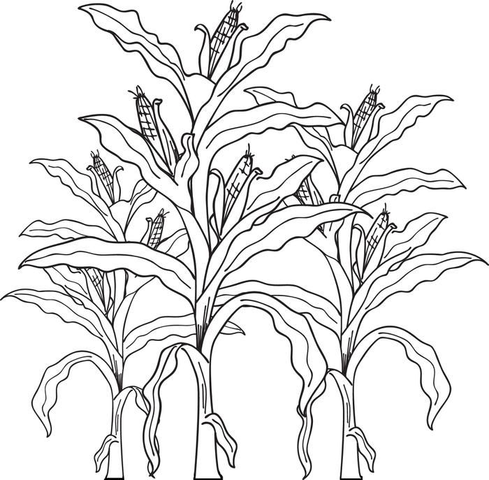 700x687 Free Printable Corn Stalks Fall Coloring Page For Kids Corn