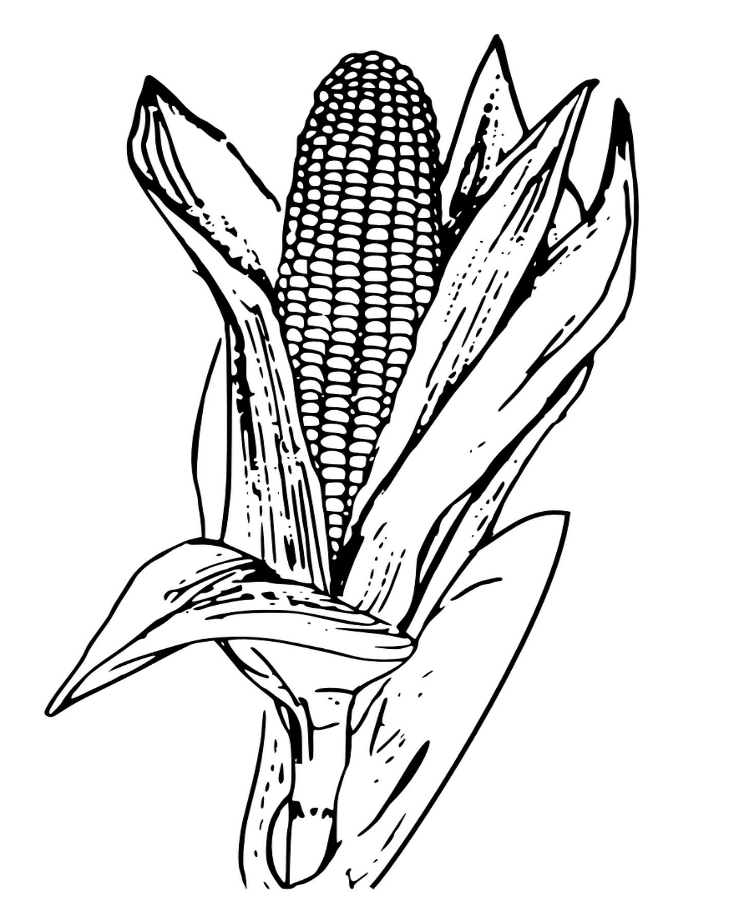 1440x1800 Corn On The Cob Coloring Page Where Are My Crayons
