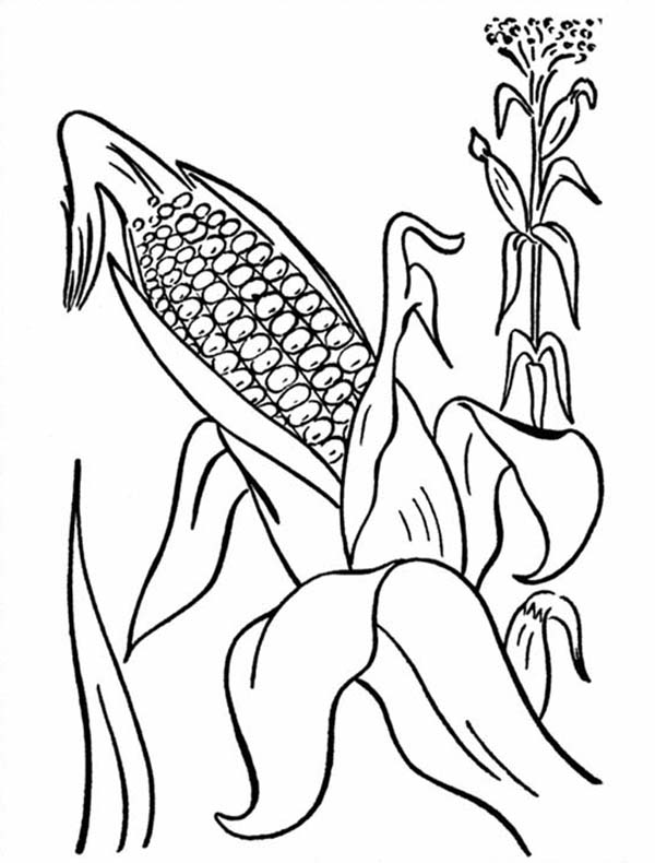 600x790 Corn Plant Coloring Page Corn Cob From Mature Plant Coloring Page