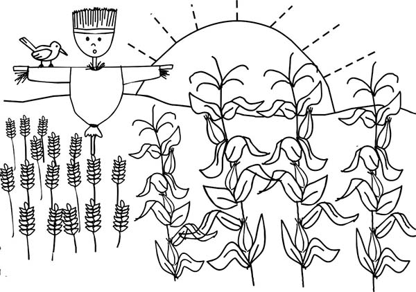 600x422 Corn Plant And Scarecrow Coloring Page