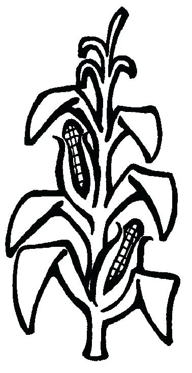 378x733 Corn Stalk Coloring Page Thanksgiving Free Printable Corn Stalks