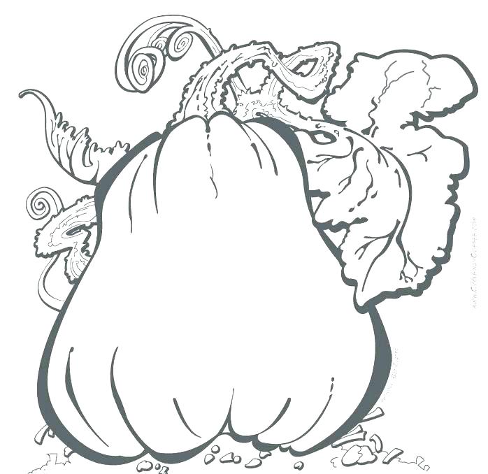 698x678 Squash Coloring Page