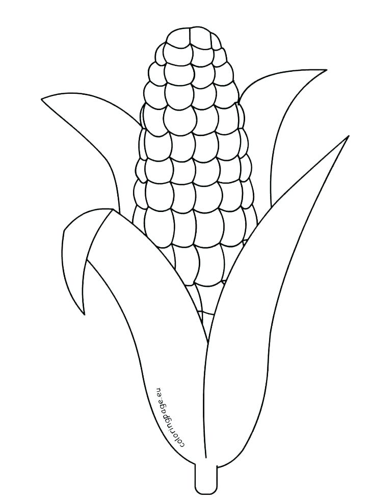 728x989 Corn Coloring Page Corn Coloring Pages Corn Coloring Page Coloring