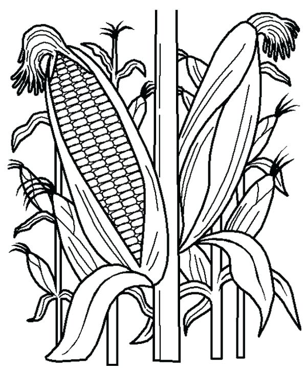 600x728 Corn Field Coloring Page Corn Stalk Coloring Page Corn Stalk