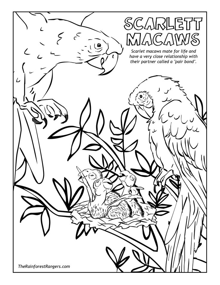 736x952 Best Images On Parrots, Coloring Books