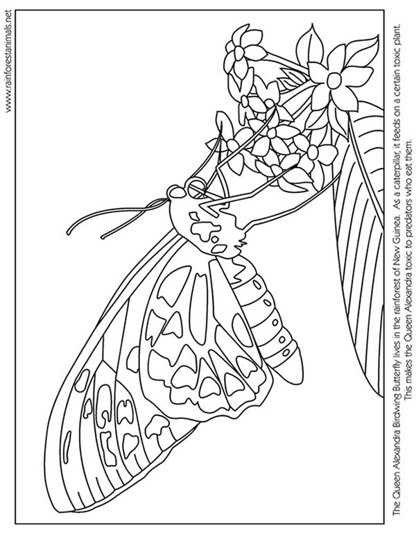 600x800 Butterfly Coloring Page