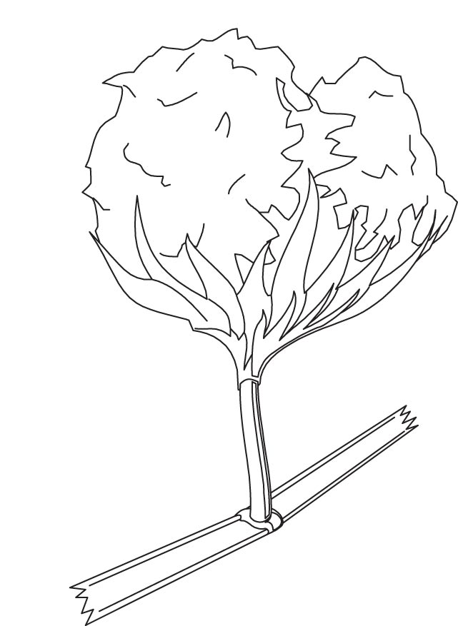 641x877 Cotton Coloring Page