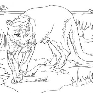 308x308 Free Download Cougar Coloring Pages
