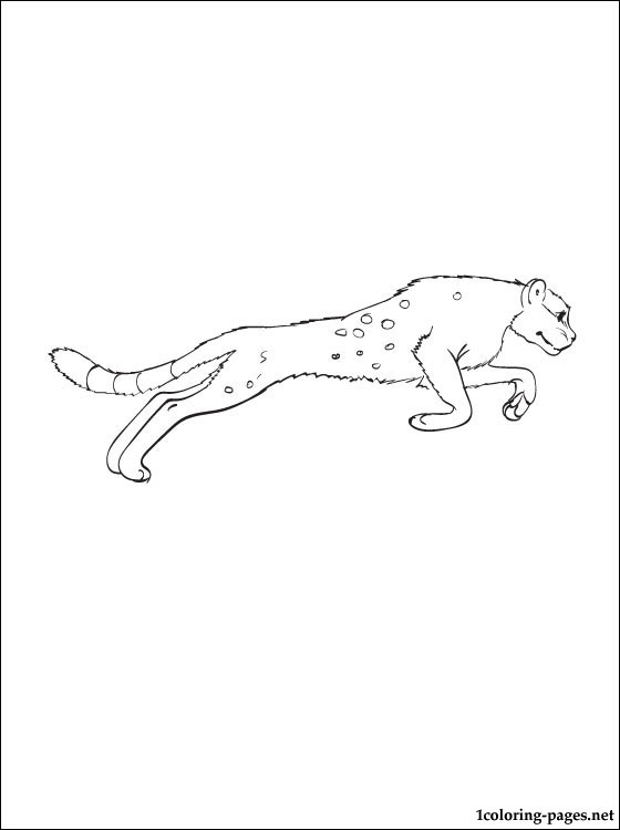 560x750 Free Coloring Page Cougar Coloring Pages