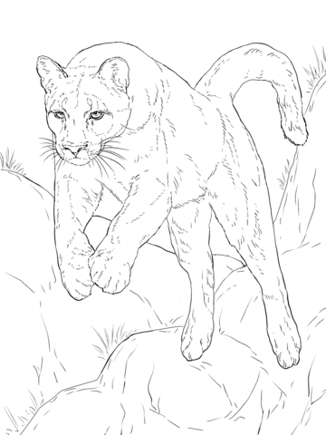 360x480 Leaping Cougar Coloring Page Cougar Category Select