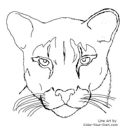 500x500 Mountain Lion Coloring Pages