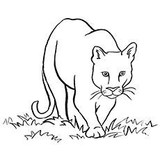 Cougar Coloring Pages at GetDrawings | Free download