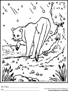 236x317 Page Mountain Lion