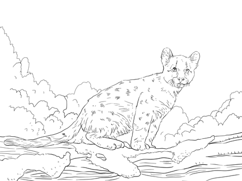 480x360 Cougar Baby With Funny Face Coloring Page