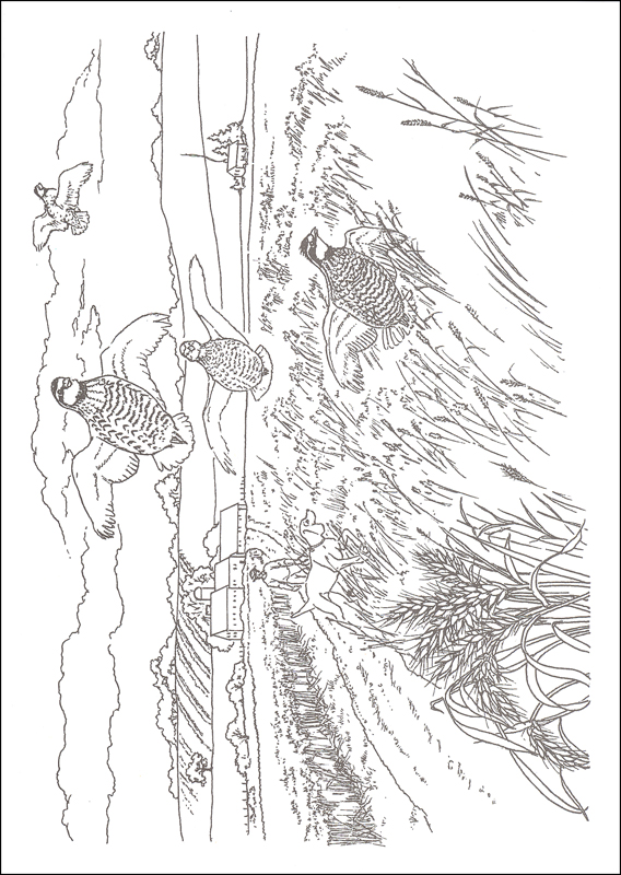 568x800 Country Scenes Coloring Book Additional Photo