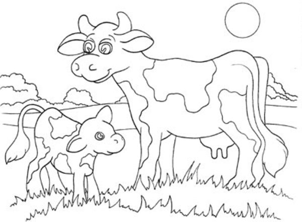 600x441 Cow And Calf Coloring Pages