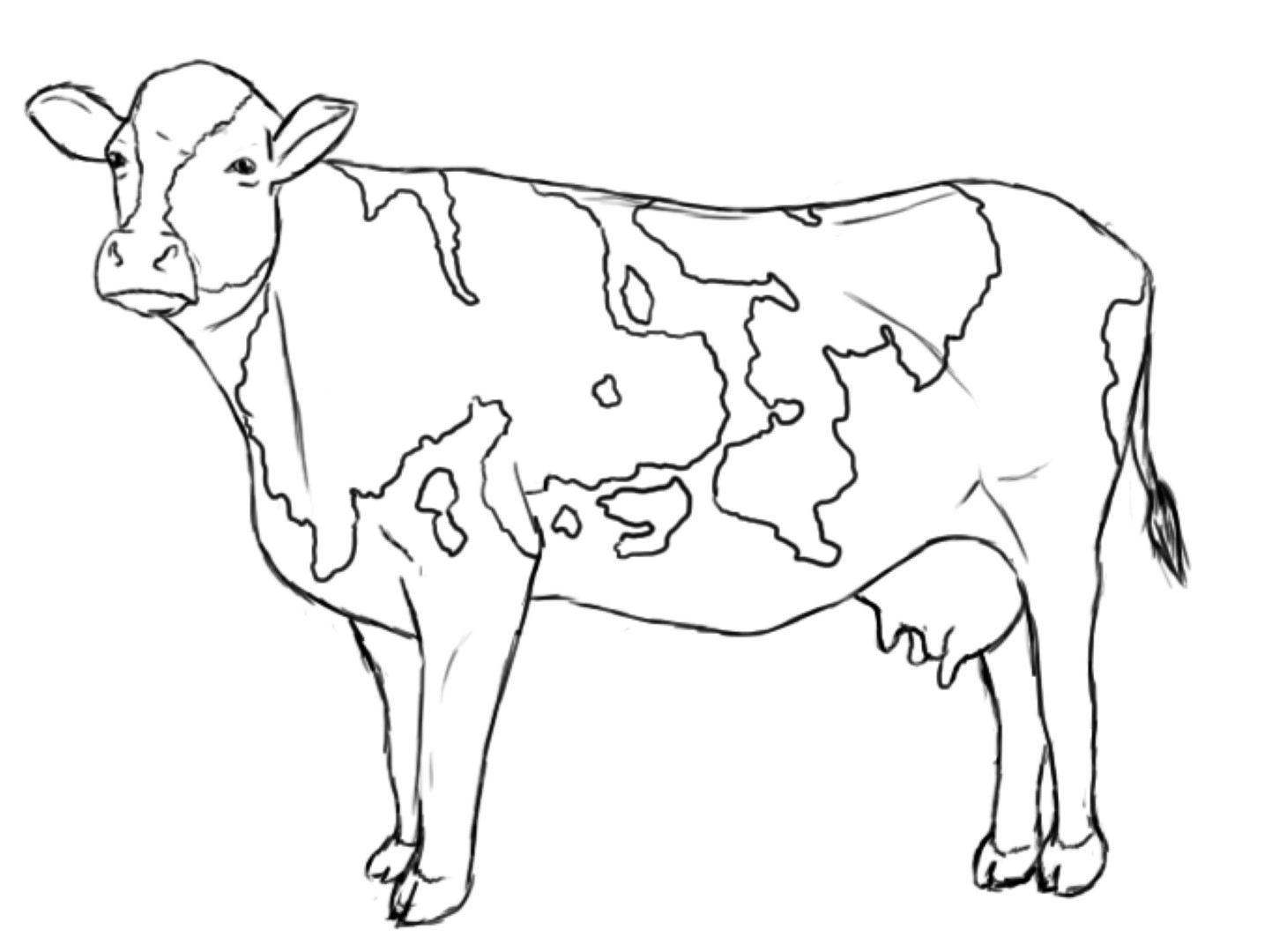 1443x1080 Cow Coloring Page Pages Printable