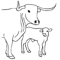 200x200 Cow And Calf Coloring Pages Surfnetkids