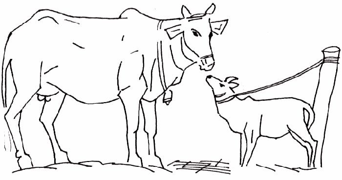 700x370 Free Cow Coloring Pages Printable