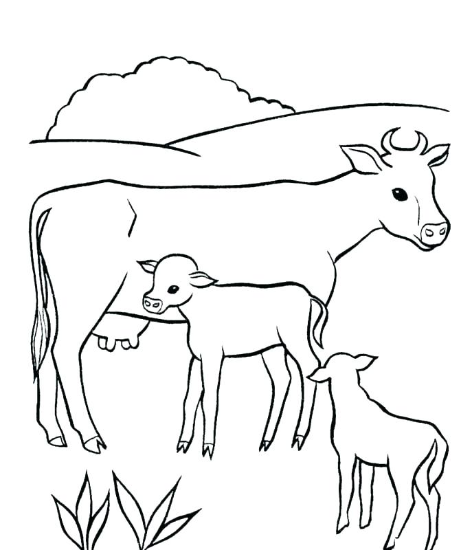 Cow And Calf Coloring Pages at GetDrawings | Free download