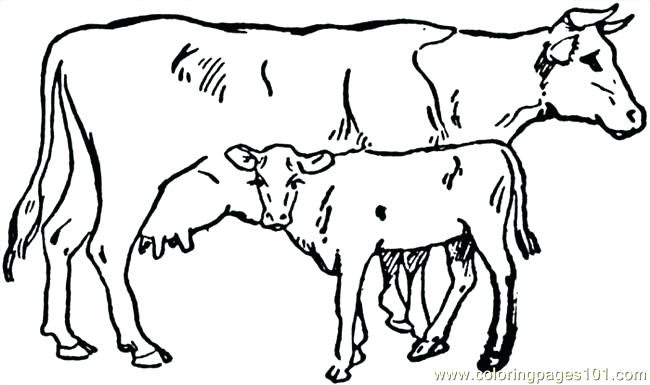 650x385 Calf Coloring Pages Cow Coloring Page Golden Calf Coloring Pages